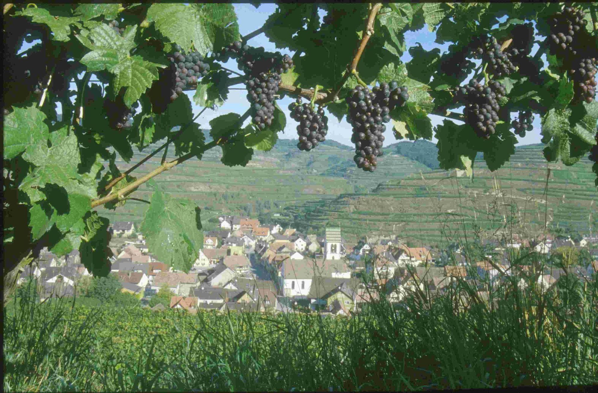 Schwarzer Adler Vogtsburg Amenidades foto